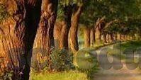77足球比分-77足球比分，一场绿茵场上的数字狂欢与深度解读